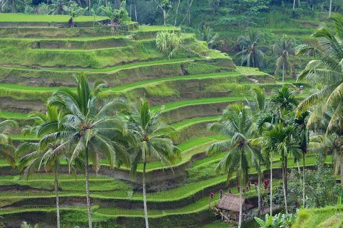 Arrozales en terrazas cerca de Ubud, Bali