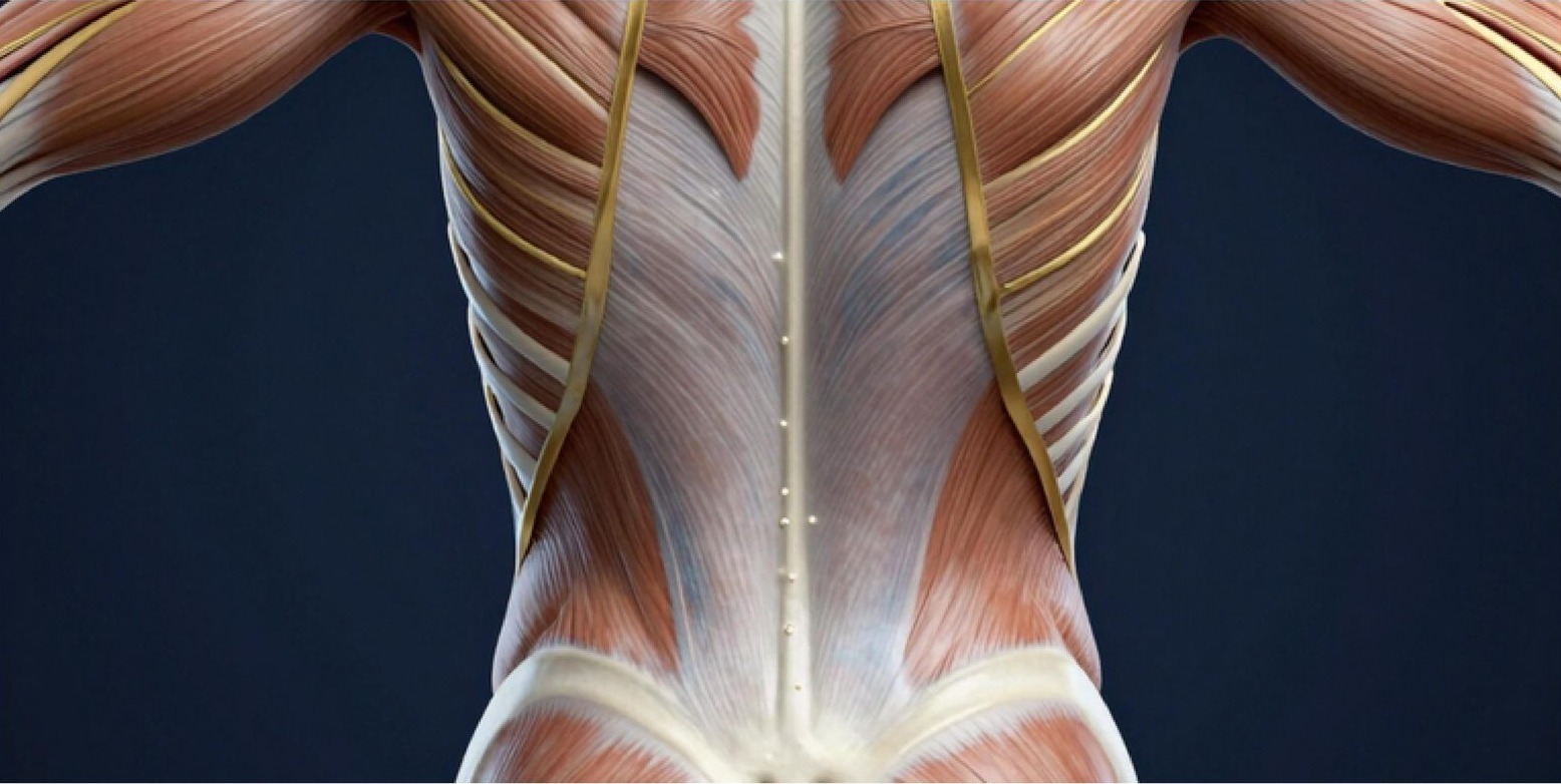 Render 3D del sistema fascial en la espalda