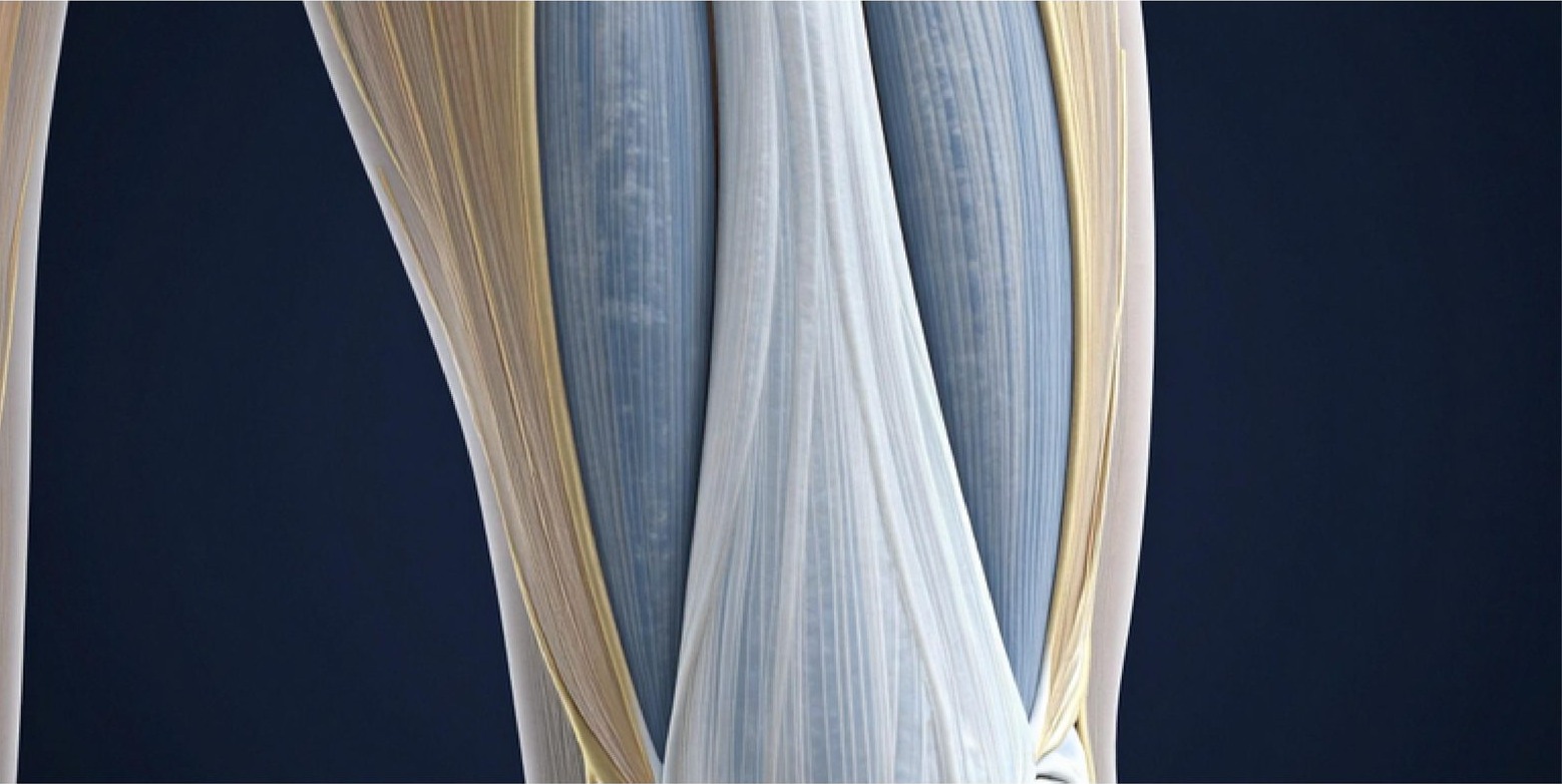 Render en detalle del sistema fascial en el muslo