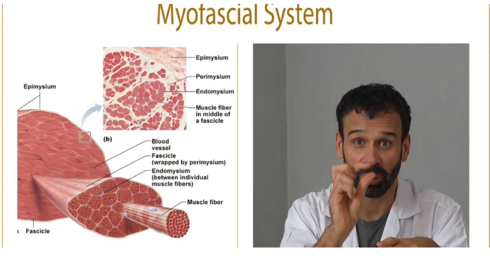 Diagrama del sistema miofascial: epimisio, perimisio, endomisio y fibra muscular