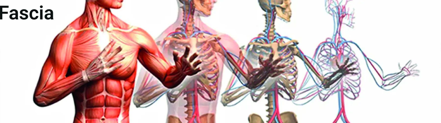 Fascia: sistemas muscular, esquelético y circulatorio
