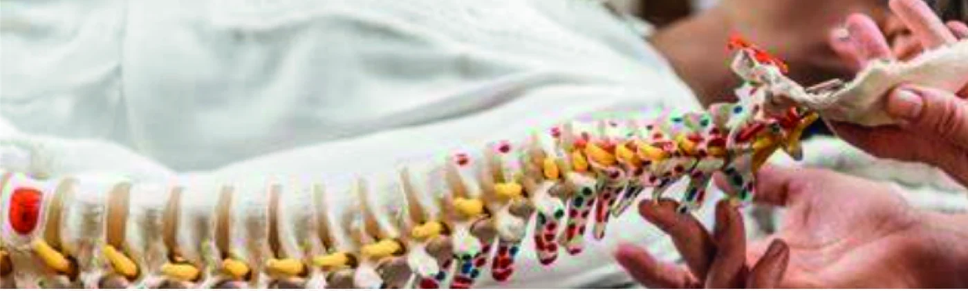 Modelo de columna vertebral en una sesión de osteopatía